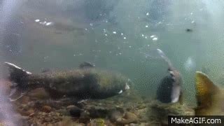 swimming gif|swimming upstream gif.